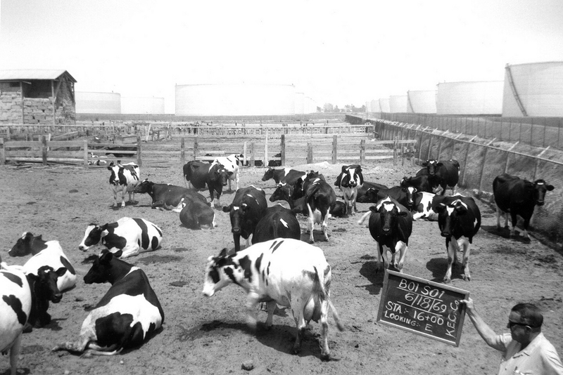 Illustration for article titled Photos of Orange County, Calif., When Oranges Actually Grew There